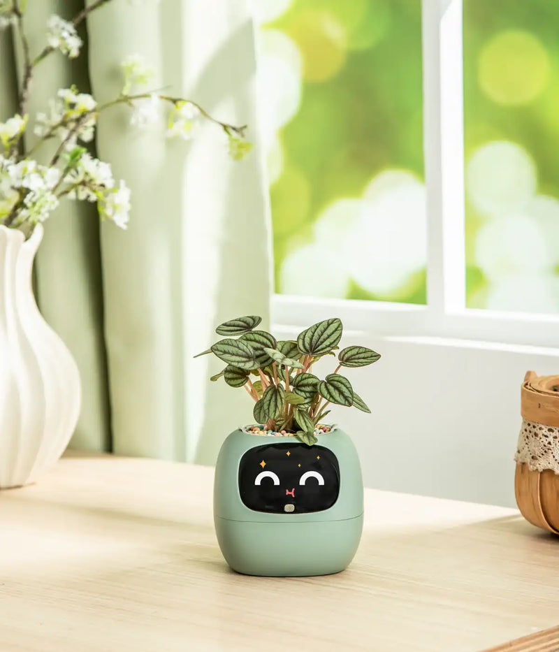 Ivy® Desk Plant Pot