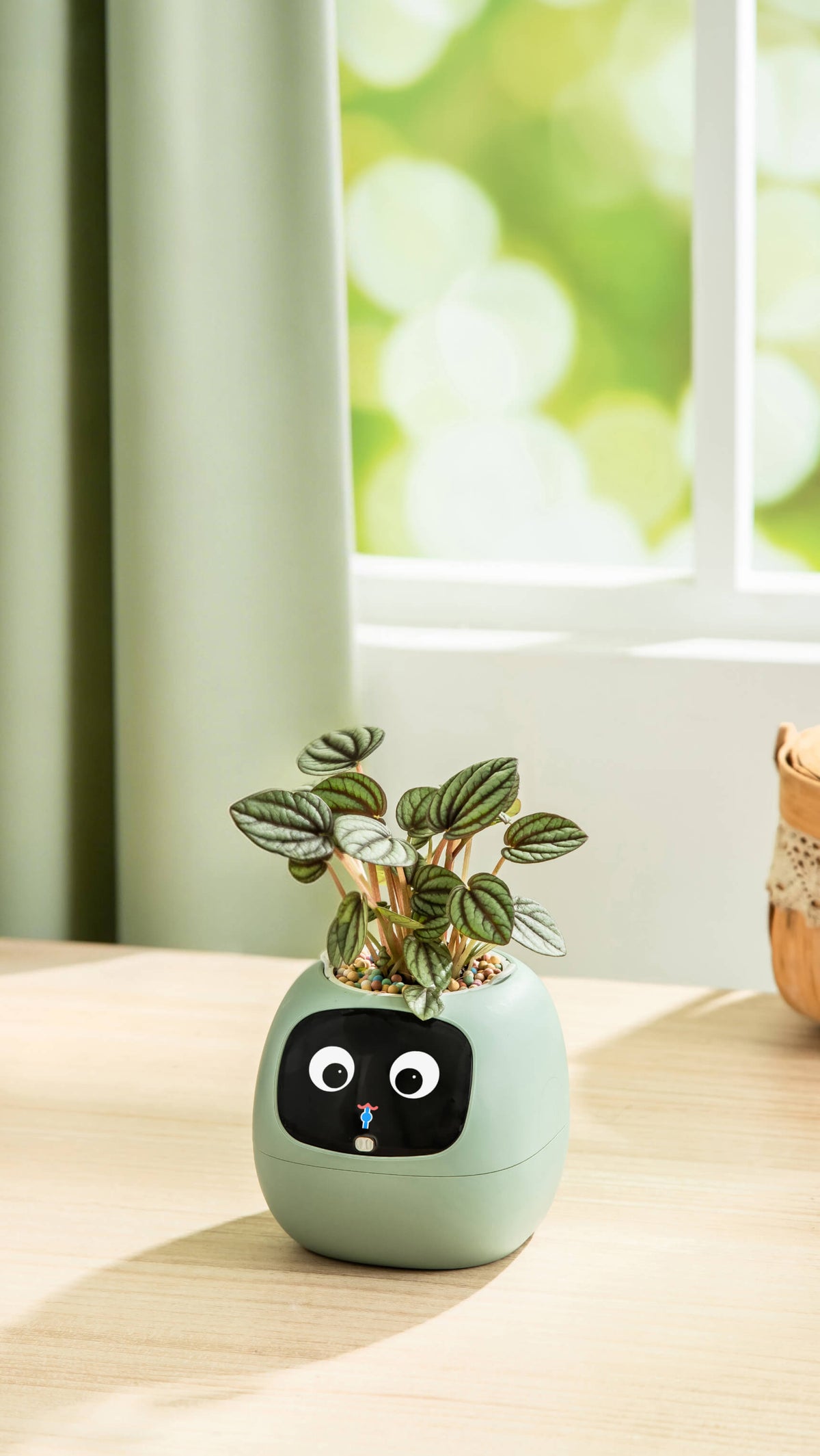 Ivy® Desk Plant Pot
