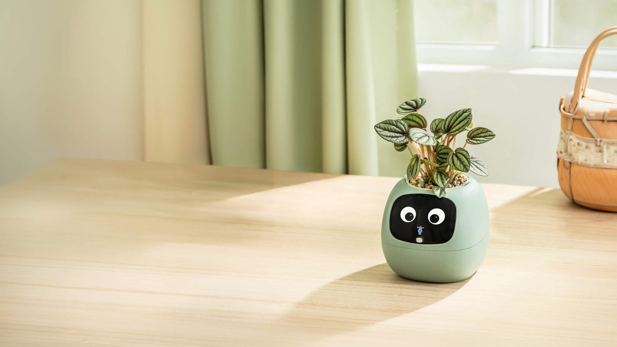 Ivy® Desk Plant Pot